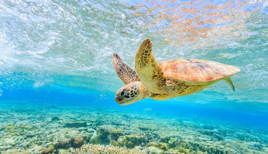 Great Barrier Reef