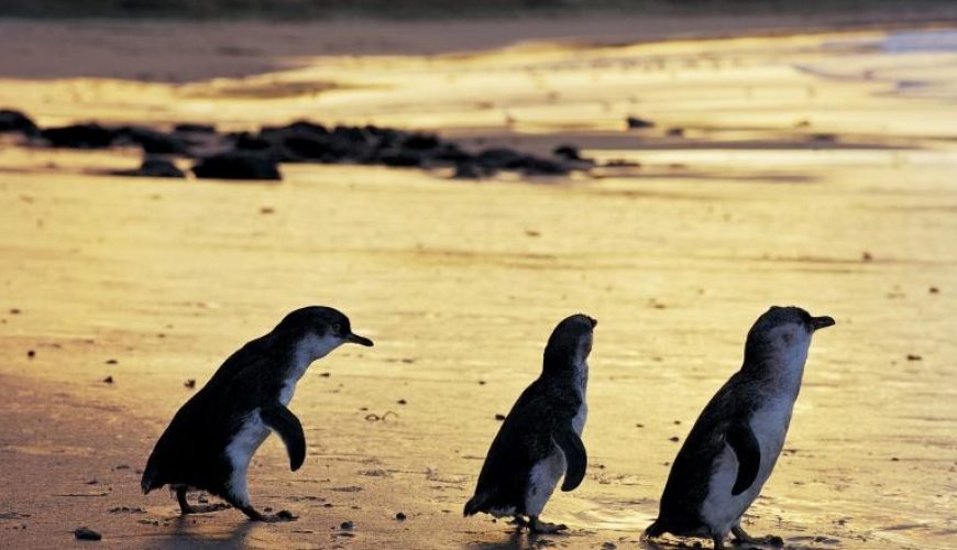 Penguin Island