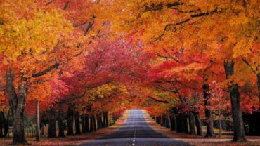 秋色撩人！維多利亞最全賞楓打卡攻略，邂逅最浪漫的秋天