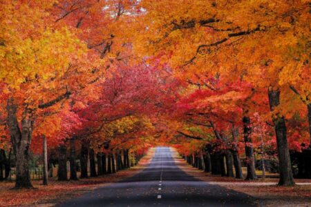 秋色撩人！維多利亞最全賞楓打卡攻略，邂逅最浪漫的秋天